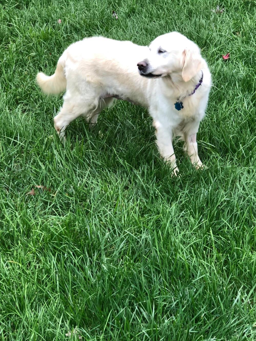 Megan #2021-056: Female Dog