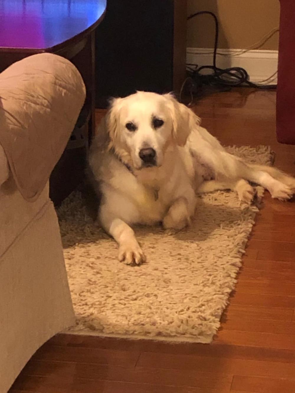 Megan #2021-056: Female Dog