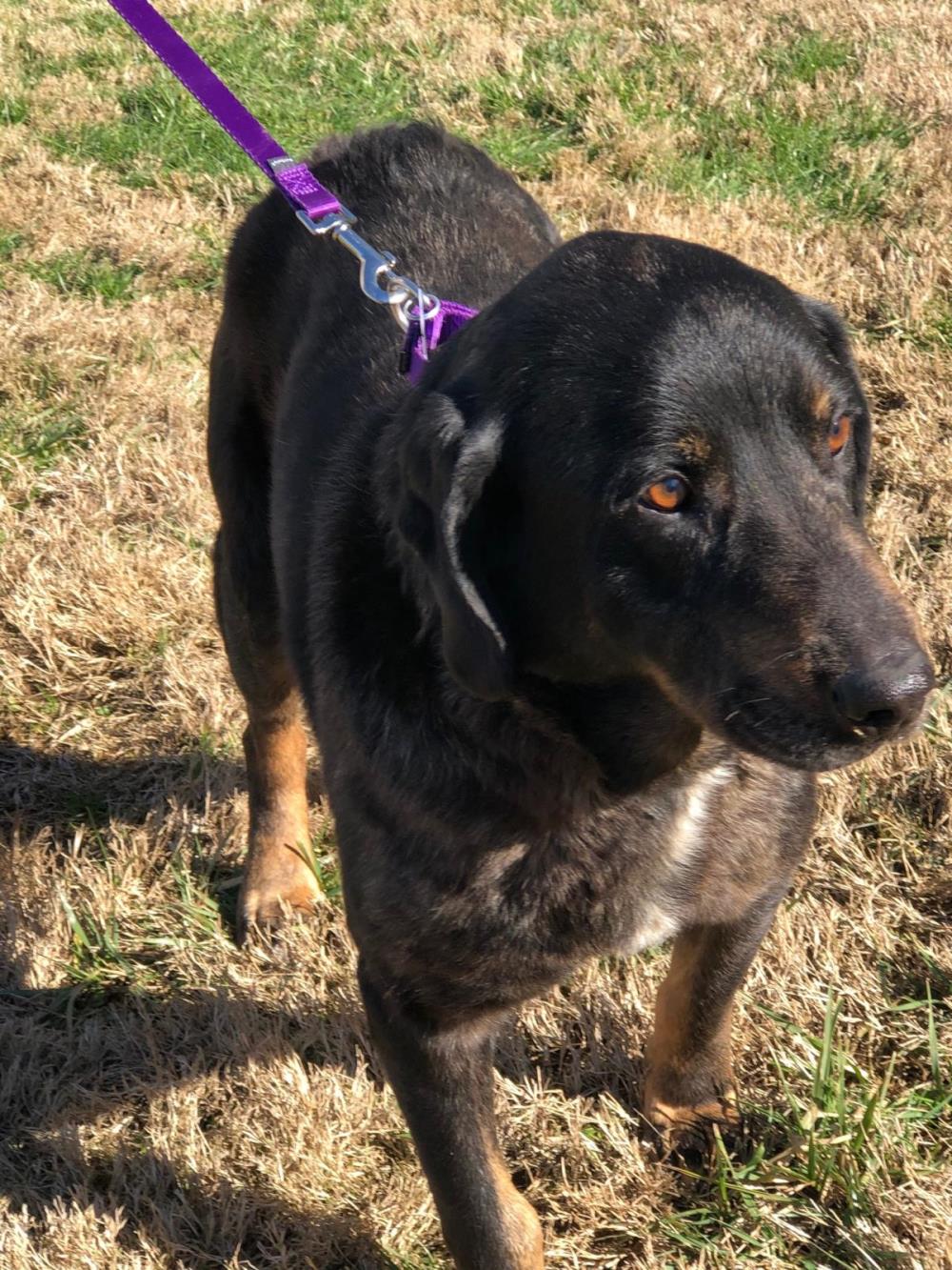 Moe 2 #2021-010: Male Dog