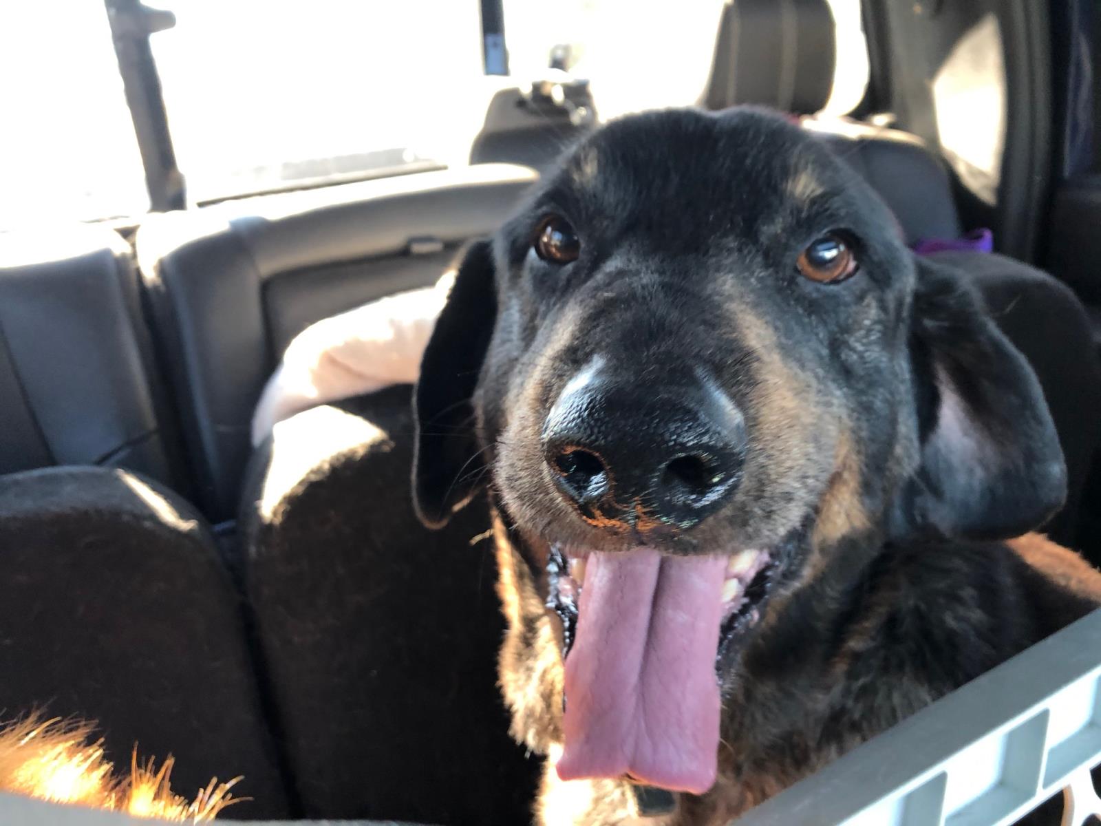 Moe 2 #2021-010: Male Dog