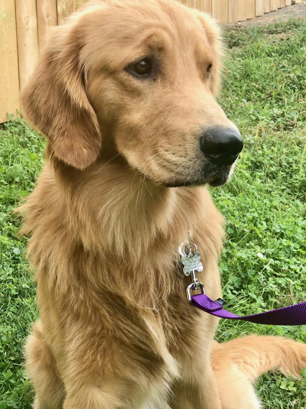 Moonshadow #2021-053: Male Dog