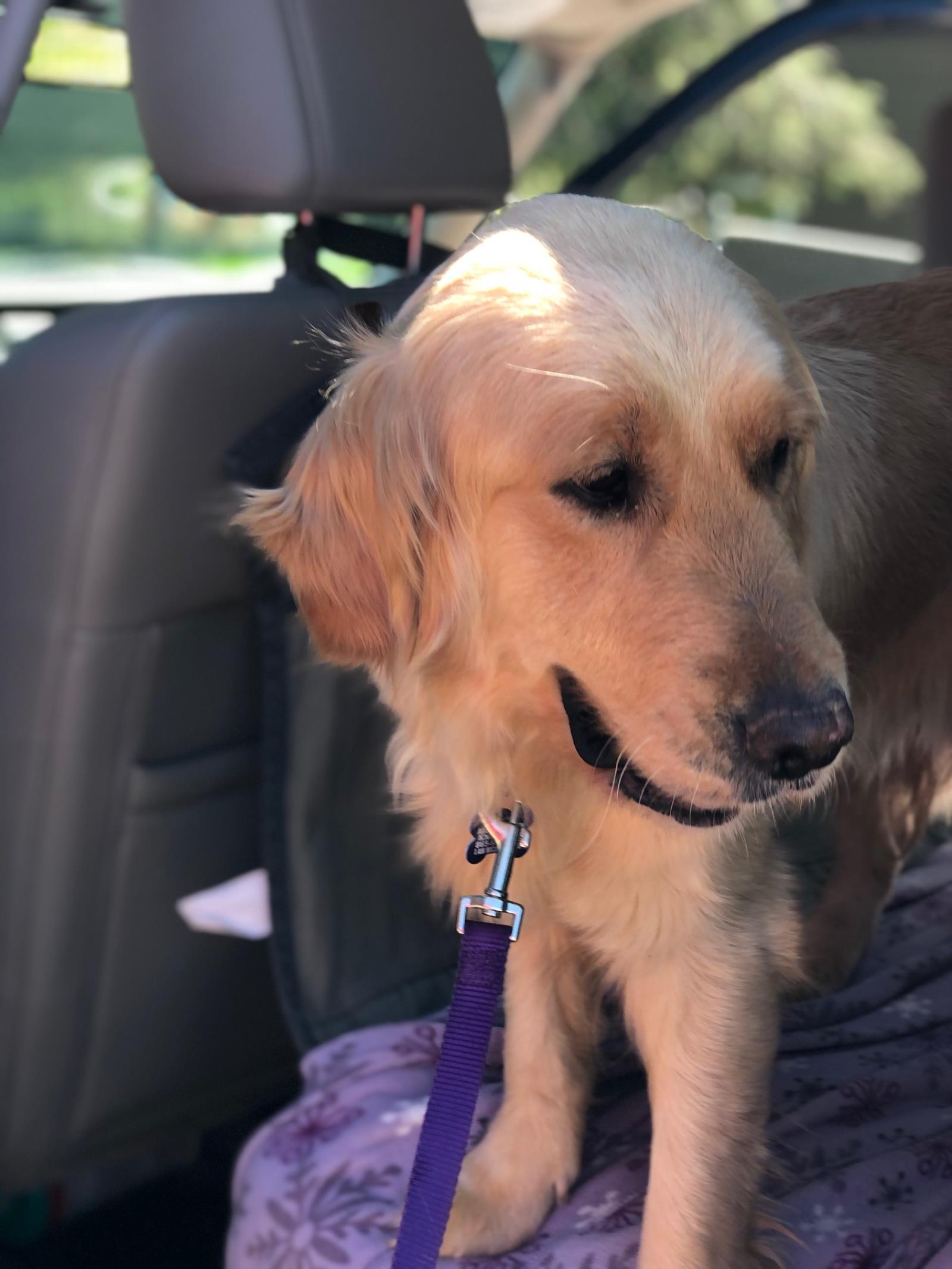 Oakley #2021-025: Female Dog