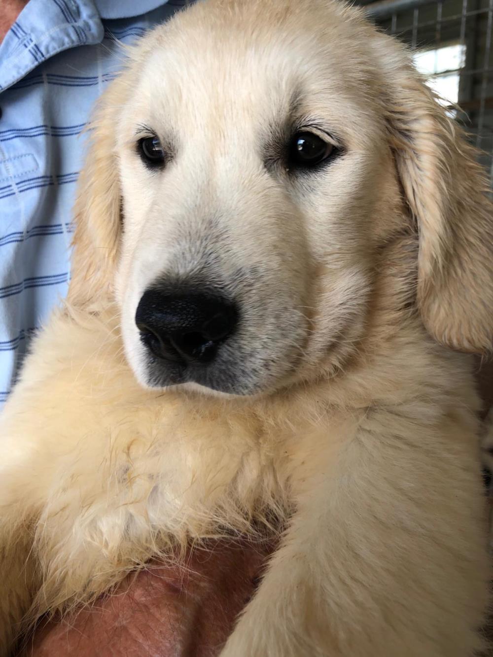 Pearl 3 #2021-035: Female Dog