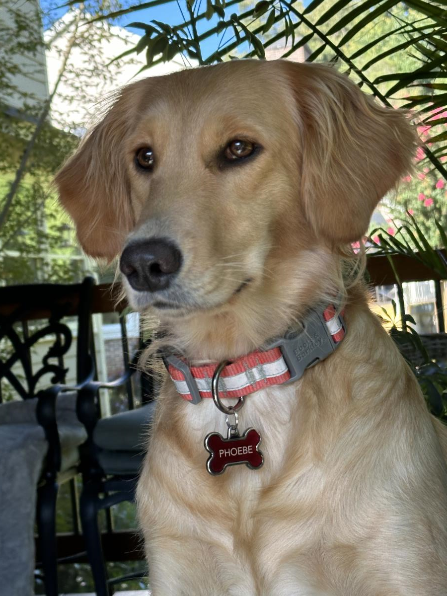 Phoebe 3