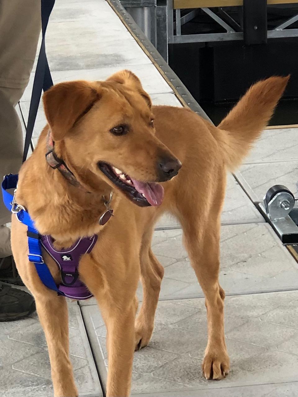 Poppy 2 #2017-021: Female Dog