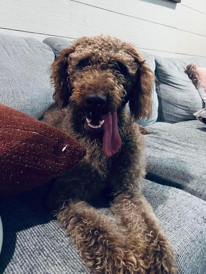 Remi 2