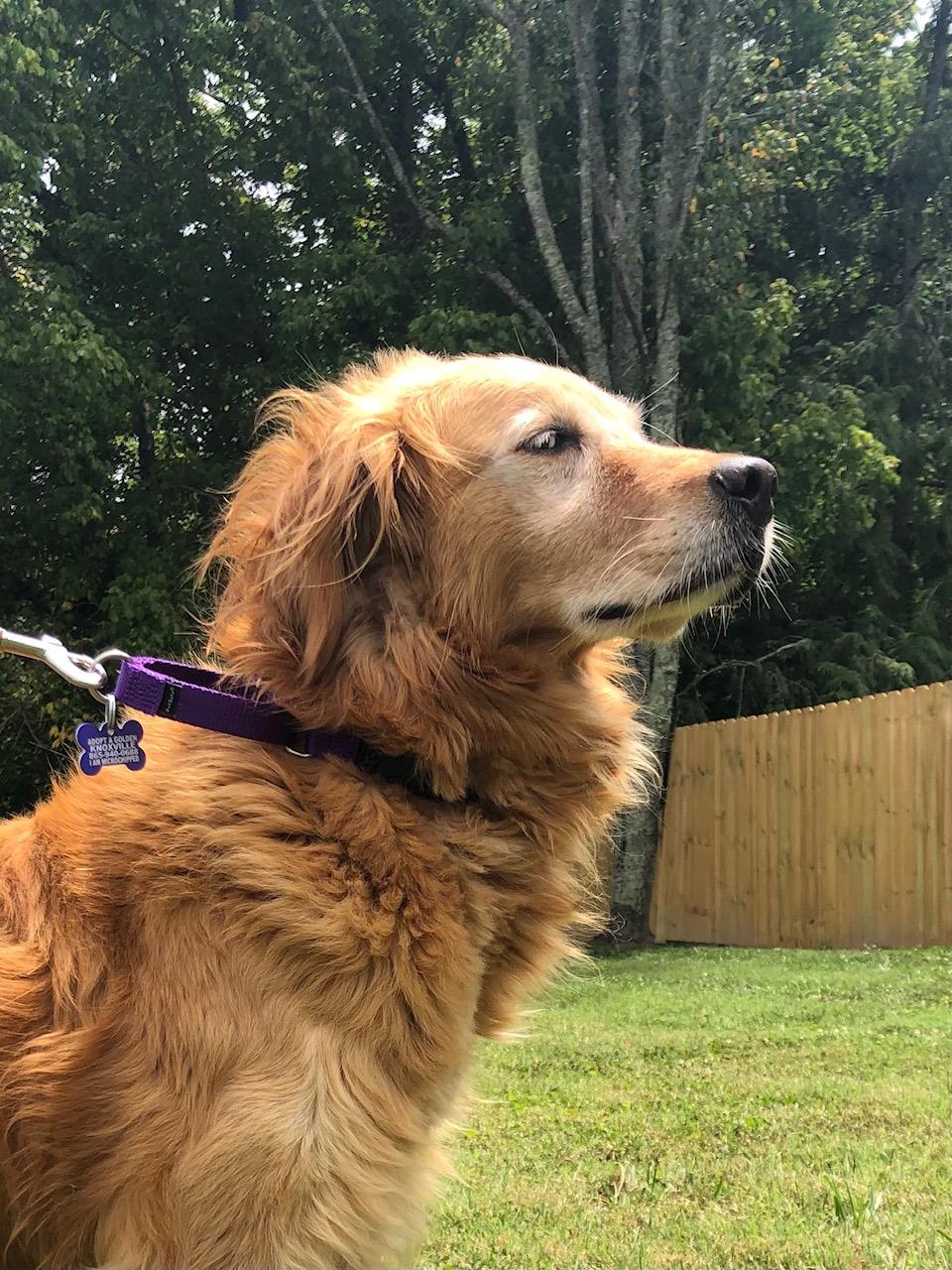 Roxy Red #2021-039: Female Dog