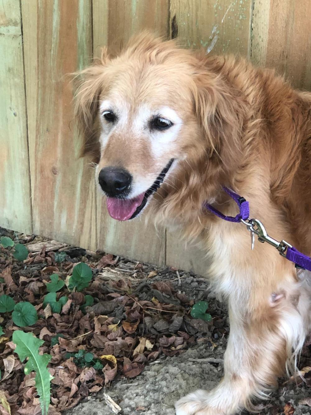 Roxy Red #2021-039: Female Dog
