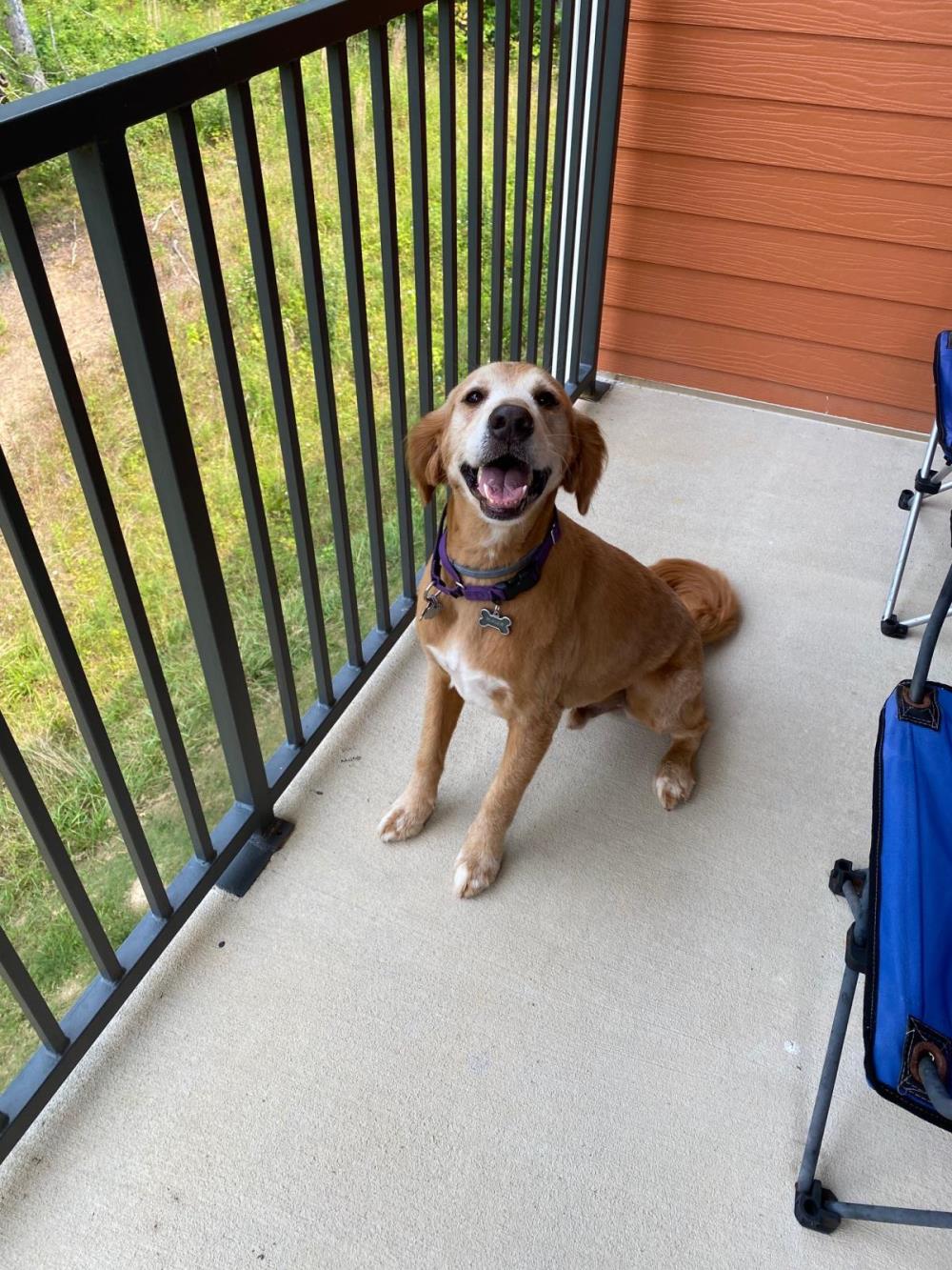 Ruger 2 #2021-032: Male Dog