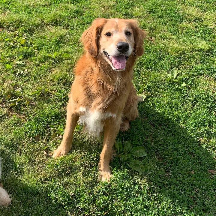 Ruger 2 #2021-032: Male Dog