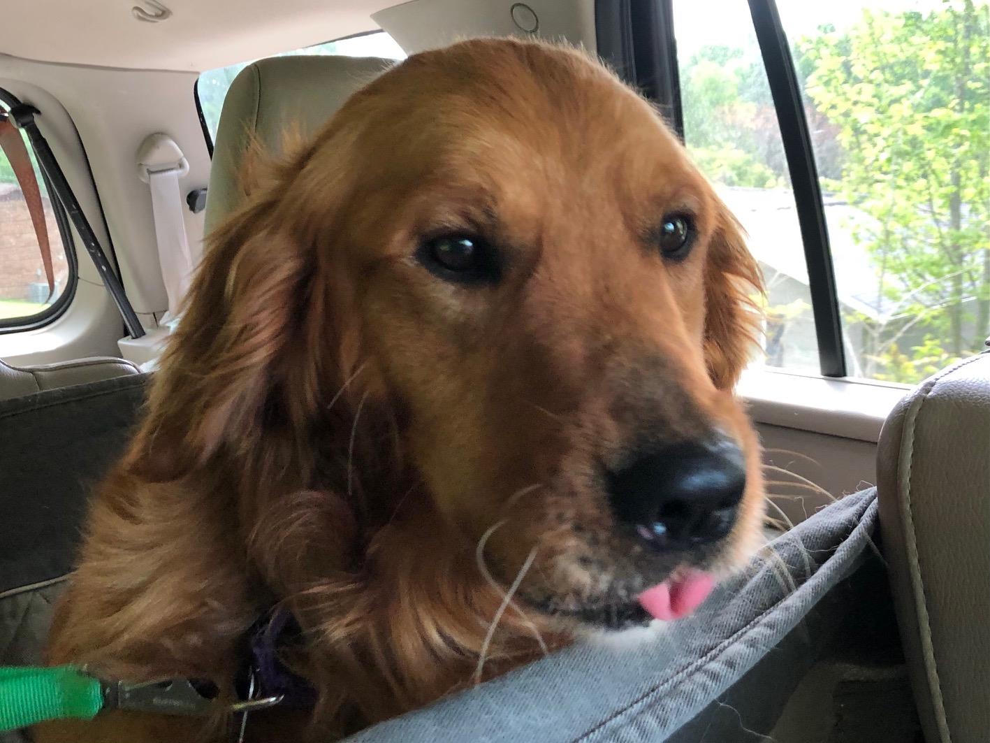 Sammy 3 #2021-034: Male Dog