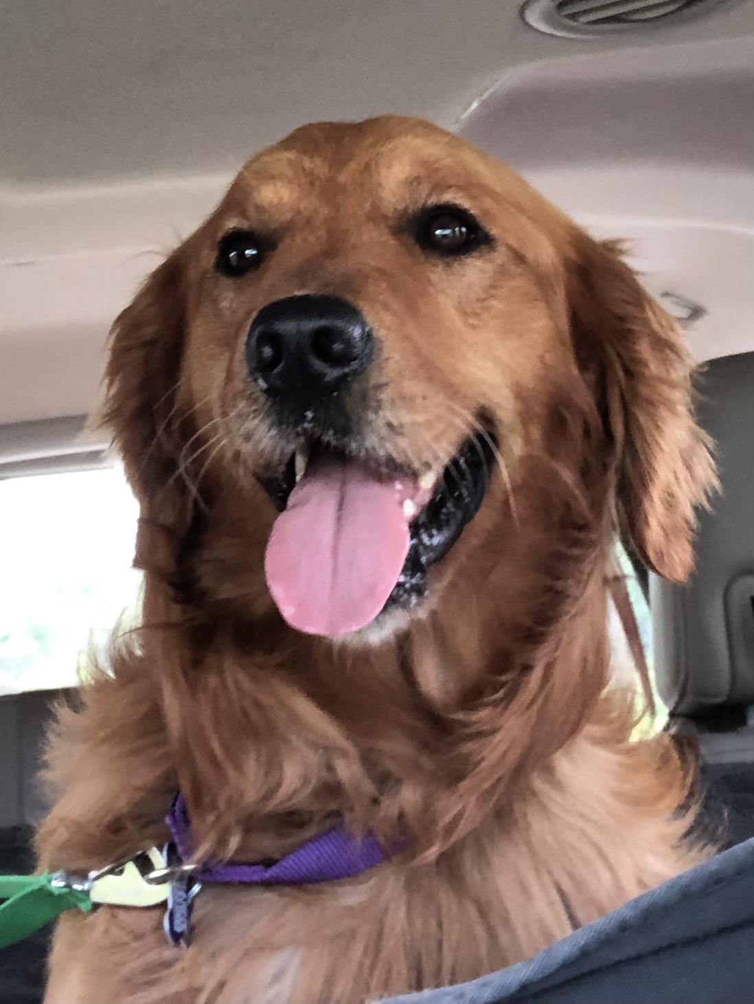 Sammy 3 #2021-034: Male Dog