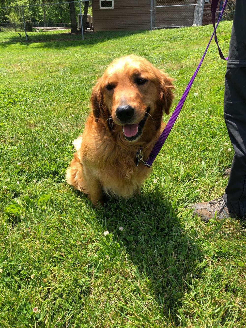 Sammy 3 #2021-034: Male Dog