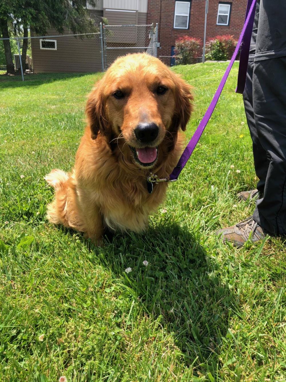 Sammy 3 #2021-034: Male Dog