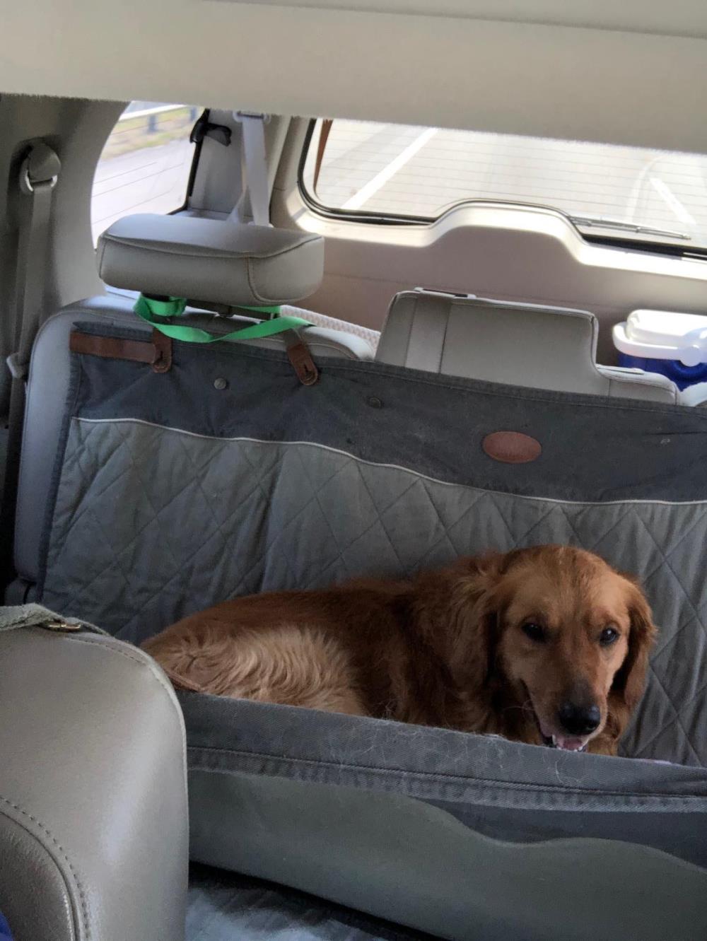 Sammy 3 #2021-034: Male Dog