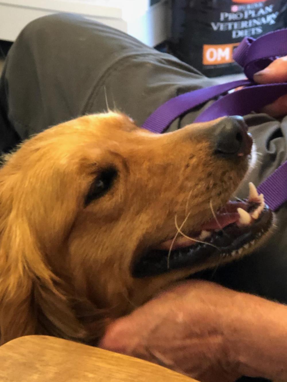 Sammy 3 #2021-034: Male Dog