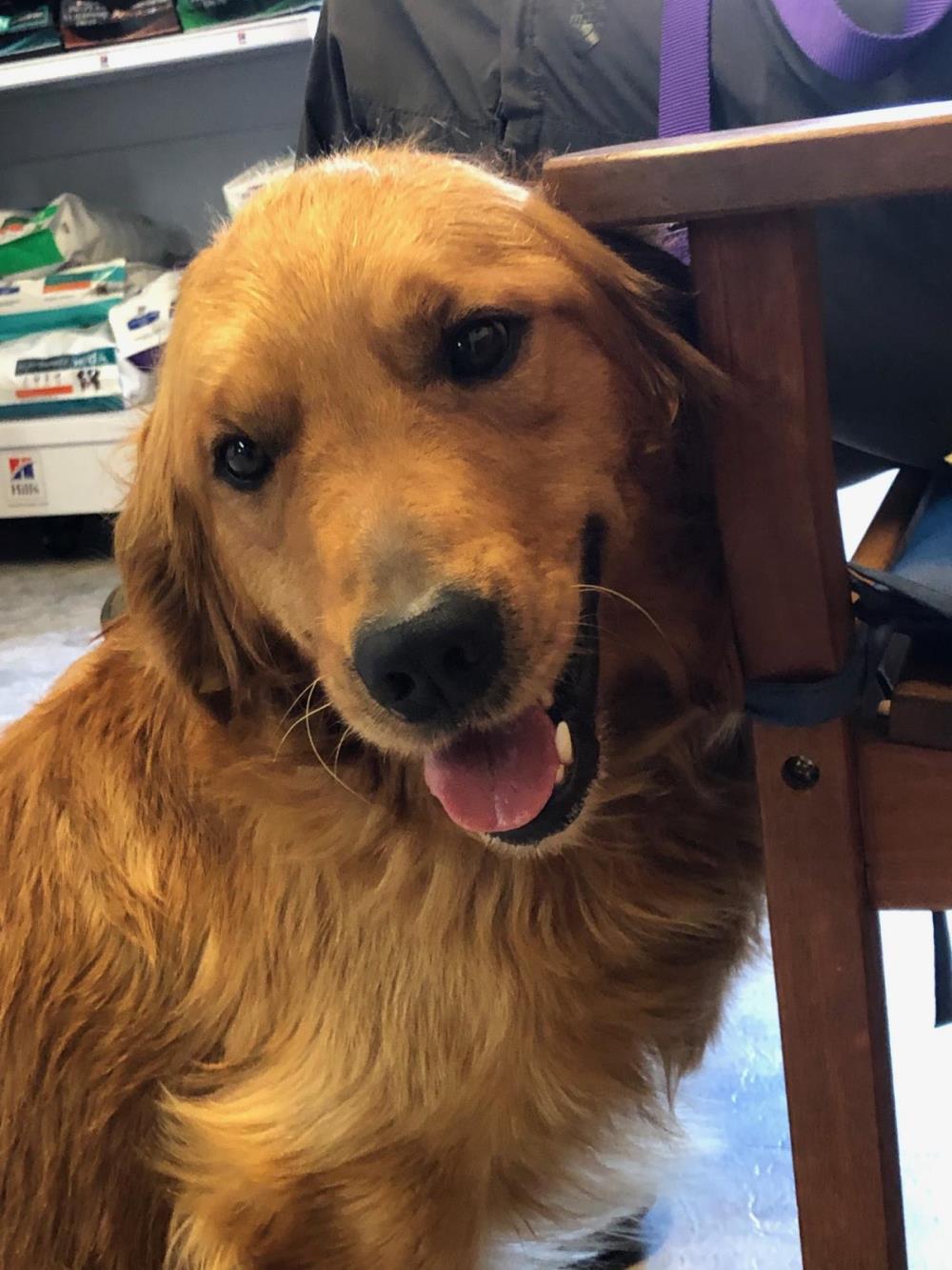 Sammy 3 #2021-034: Male Dog