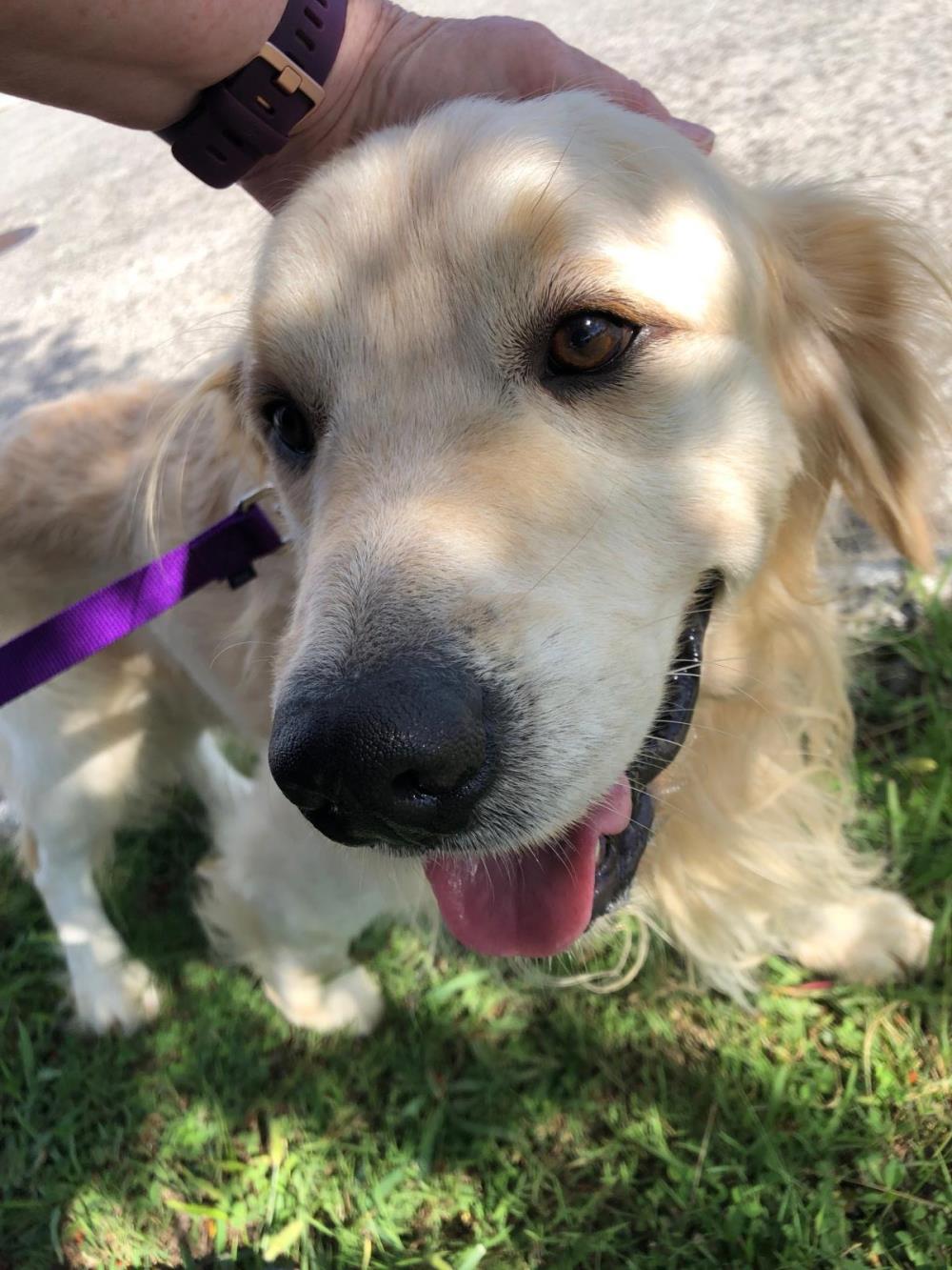 Sammy 4 #2021-051: Male Dog