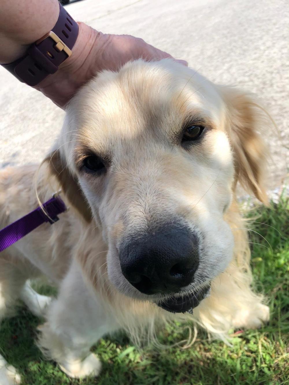 Sammy 4 #2021-051: Male Dog