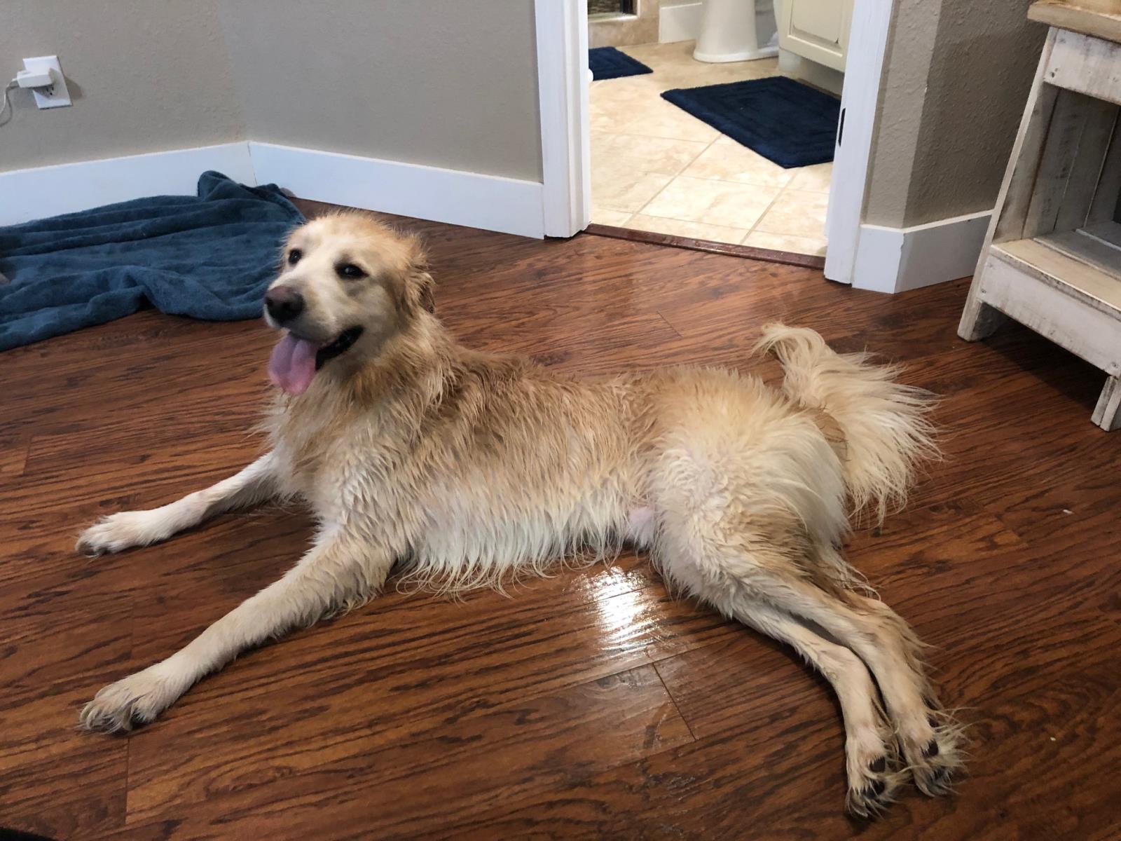 Theo 2 #2021-049: Male Dog