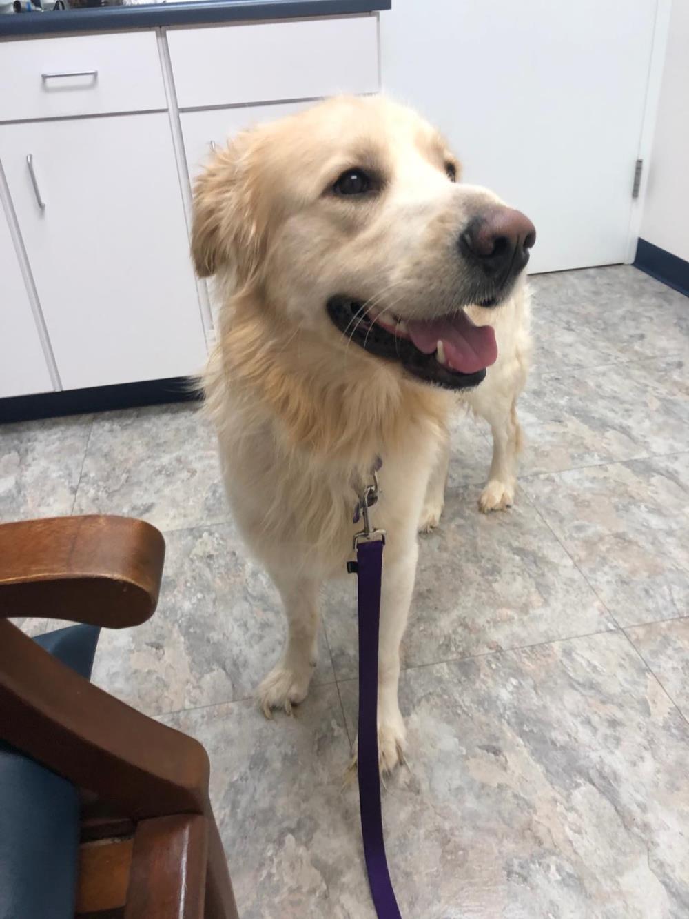 Theo 2 #2021-049: Male Dog