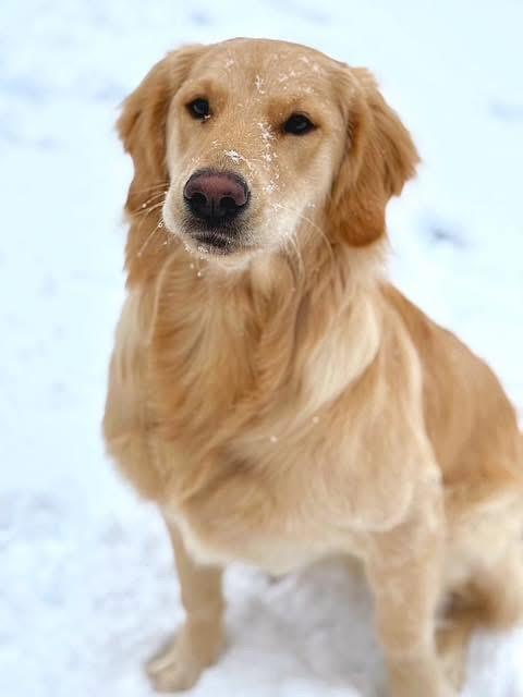 Tucker 3