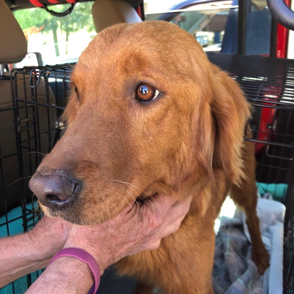 Willow 3 #2021-024: Female Dog
