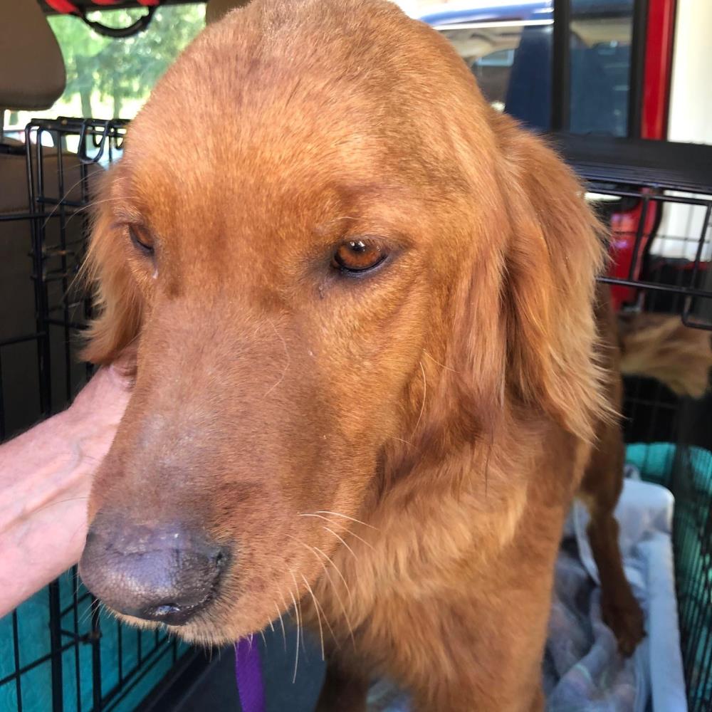 Willow 3 #2021-024: Female Dog