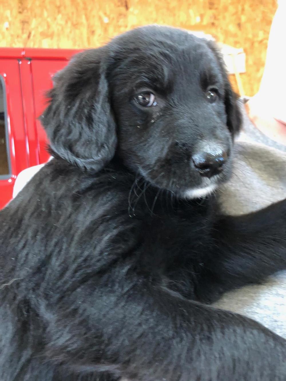 Mariah #2021-028: Female Dog