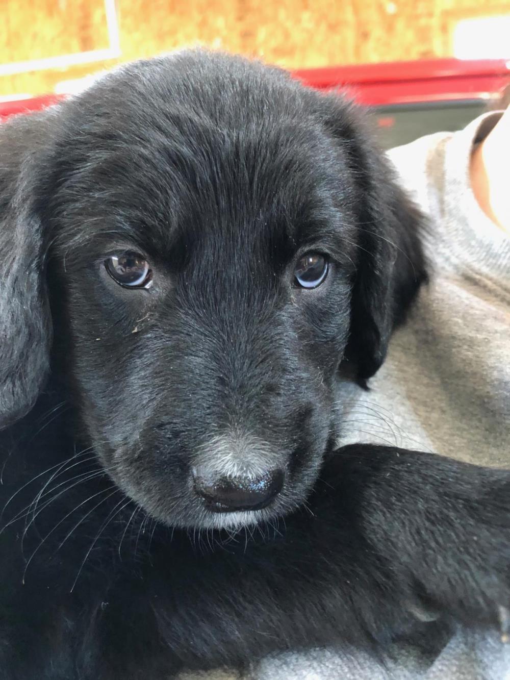 Mariah #2021-028: Female Dog