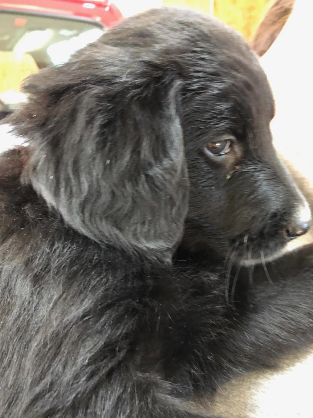 Mariah #2021-028: Female Dog